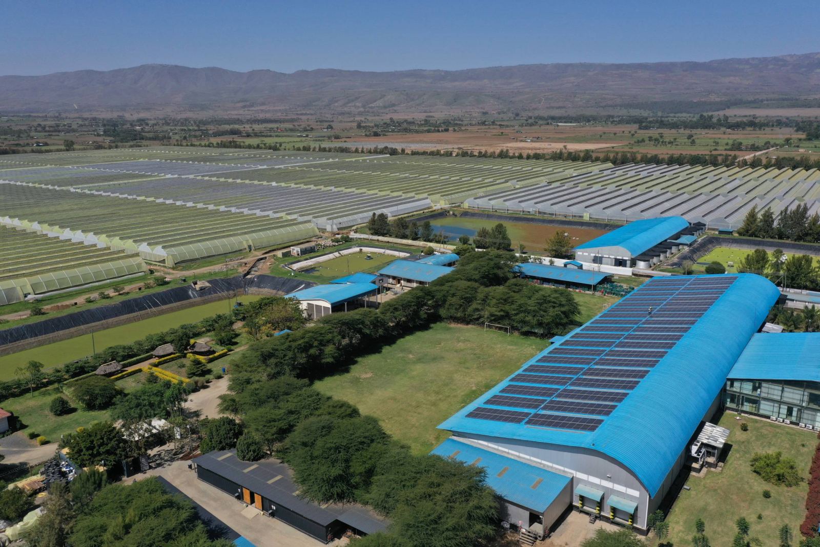 Solar flower farm